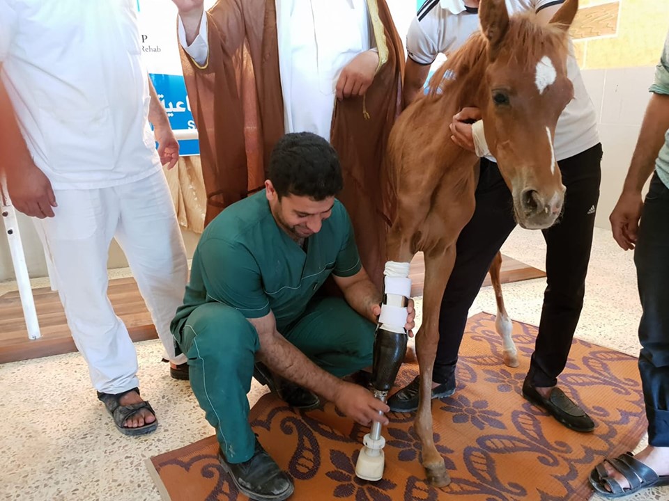 تركيب طرف صناعي لمهرة فقدت ساقها شمال&nbsp;سوريا