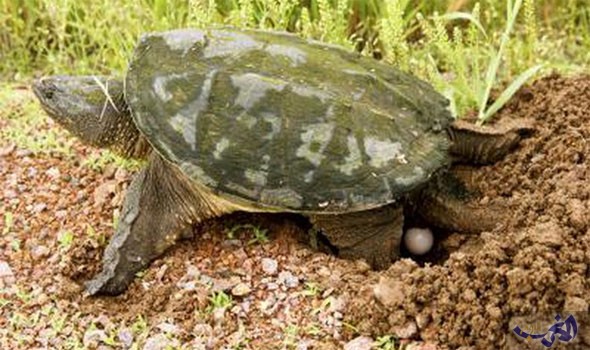أجنة بعض السلاحف تختار جنسها.. ذكراً أم&nbsp;أنثى