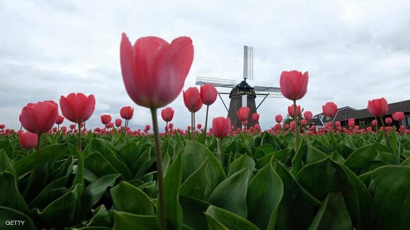 هولندا تغير اسمها رسميا في 2020 ولن تعترف إلا على اسمها&nbsp;الجديد