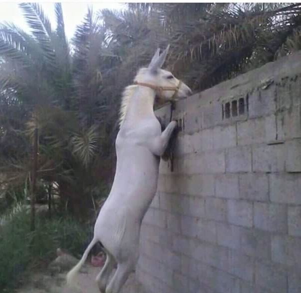 أطعم ميليشيات إيران لحم حمير لأشهر.. القبض على تاجر شرق&nbsp;سوريا