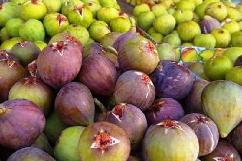 التين وفوائده الصحية الكبيرة&nbsp;للجسم